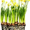 Påsklilja lat. Narcissus pseudonarcissus 'Carlton' Storblom