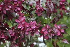 Purpurapel 'Royalty'