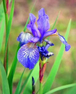 Rabattiris 'Blue King'