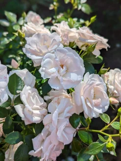 Rabattros 'Aspirin Rose' 'Taniripsa' Barrotad
