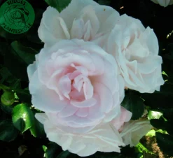 Rabattros 'Aspirin Rose' 'Taniripsa' Barrotad