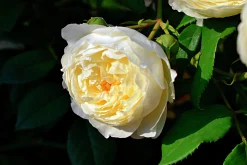 Rabattros 'Kronprinsesse Mary' 'Poulca018' Barrotad