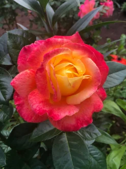 Rabattros 'Midsummer' 'Tan02280' Barrotad