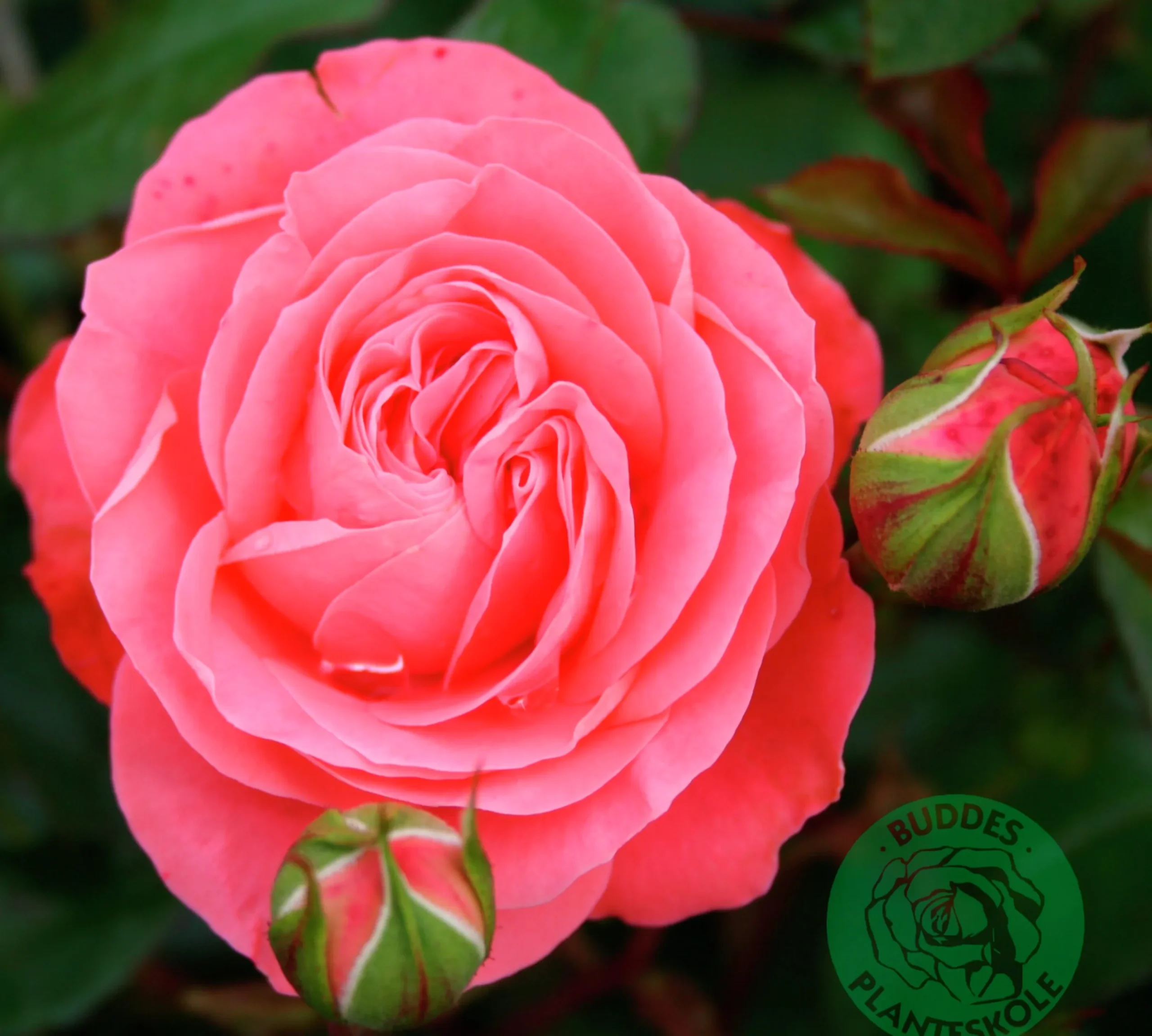 Rabattros 'Schackenborg' 'Pouldron' Barrotad