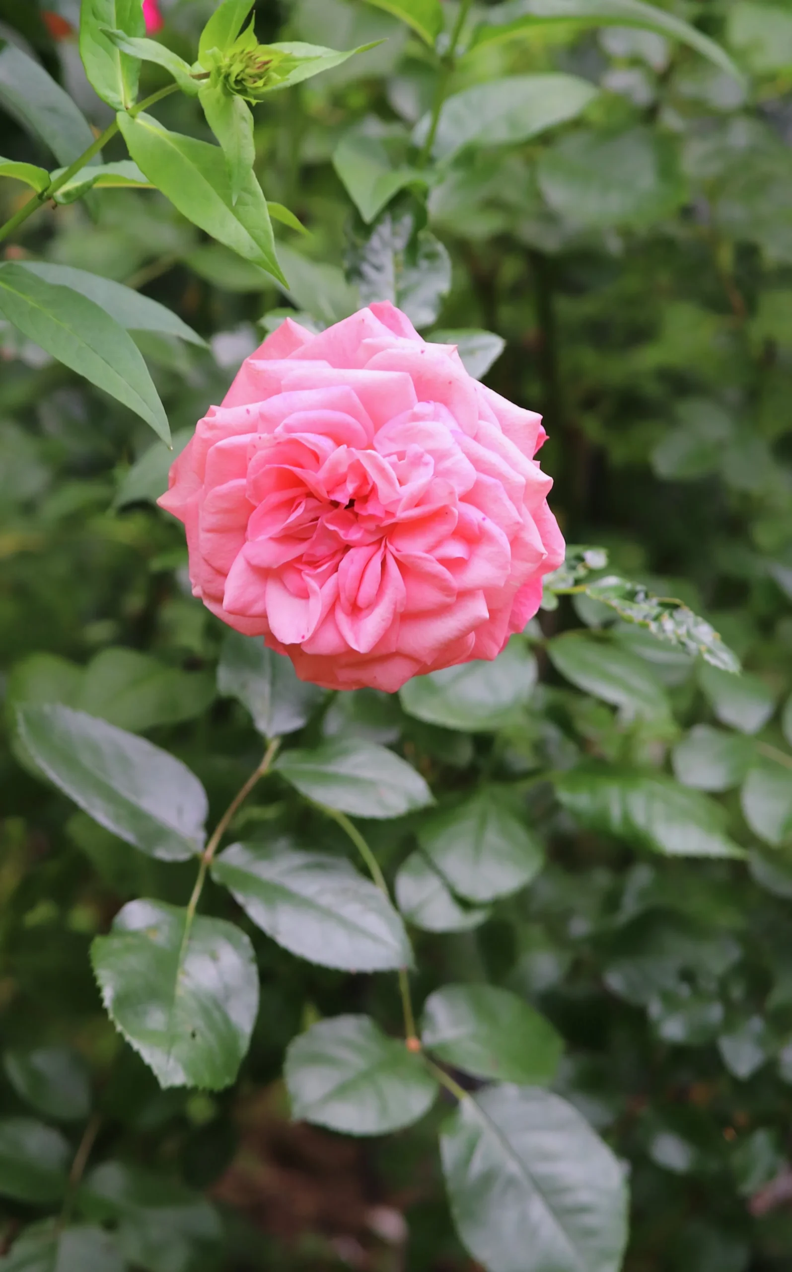 Rabattros 'Schackenborg' 'Pouldron' Barrotad