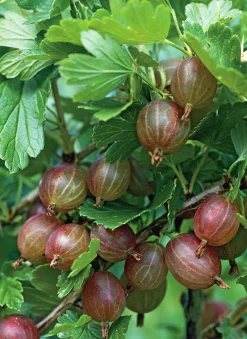 Röda Krusbär 'Hinnomäki'