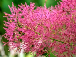 Rödbladig Perukbuske 'Royal Purple'