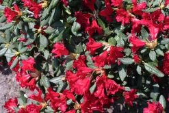 Revalpros 'Baden Baden'
