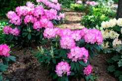 Rhododendron hybrid 'Fantastica'