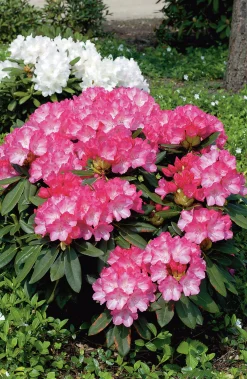 Rhododendron hybrid 'Fantastica'
