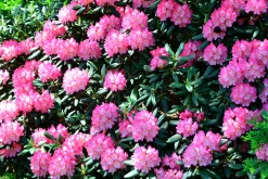 Rhododendron hybrid 'Fantastica'