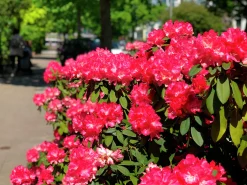 Rhododendron hybrid 'Morgonrot'