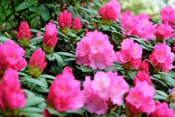 Rhododendron hybrid 'Polaris'