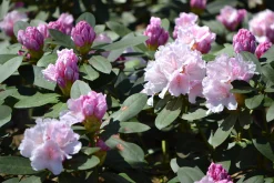Rhododendron hybrid 'Schneekrone'