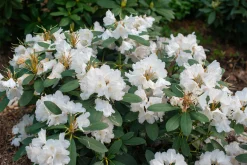 Rhododendron hybrid 'Schneekrone'