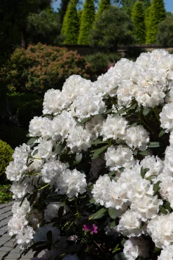 Rhododendron hybrid 'Schneekrone'