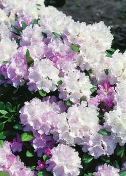 Rhododendron hybrid 'Silberwolke'