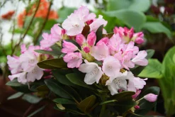 Rhododendron hybrid 'Silberwolke'