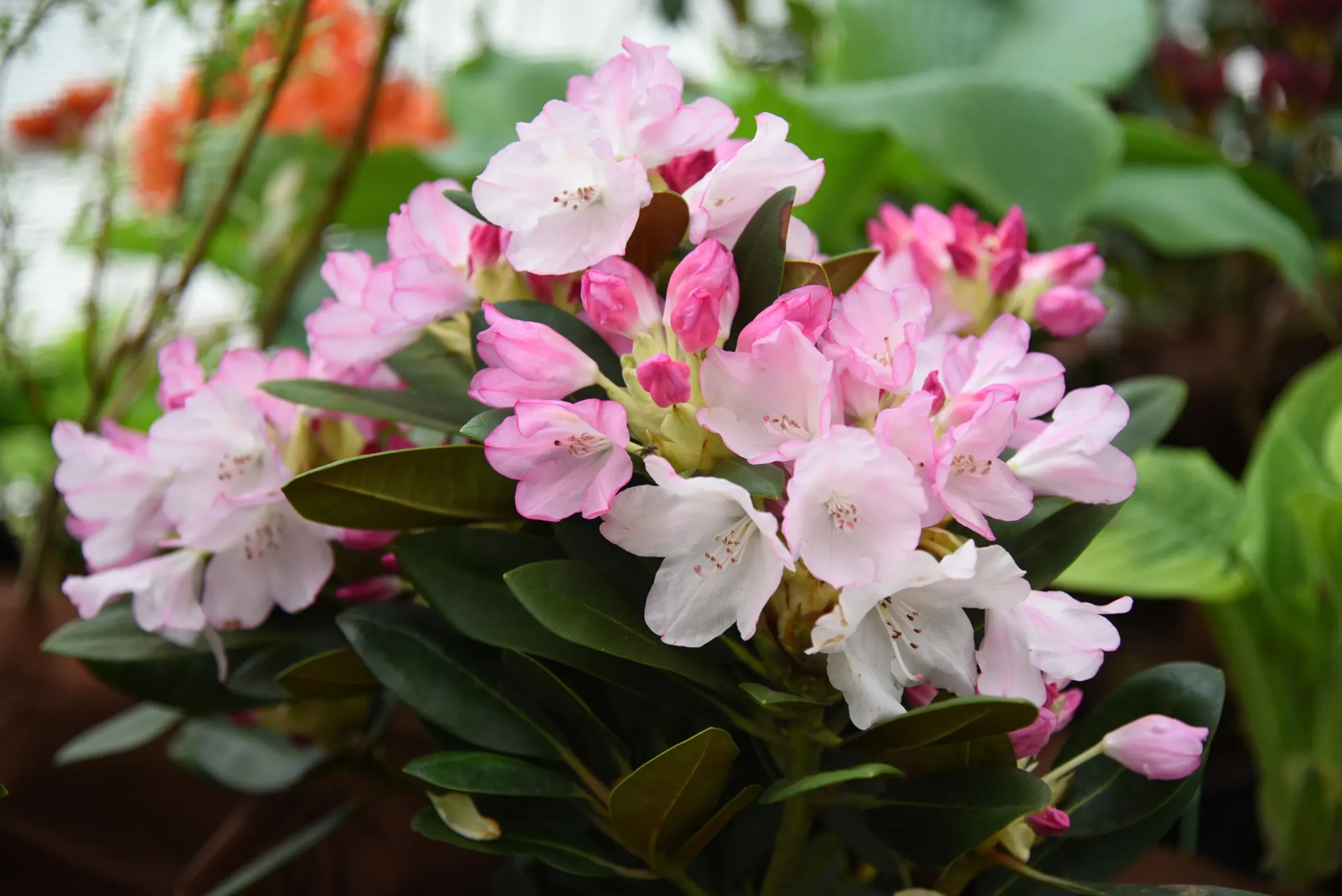 Rhododendron hybrid 'Silberwolke'
