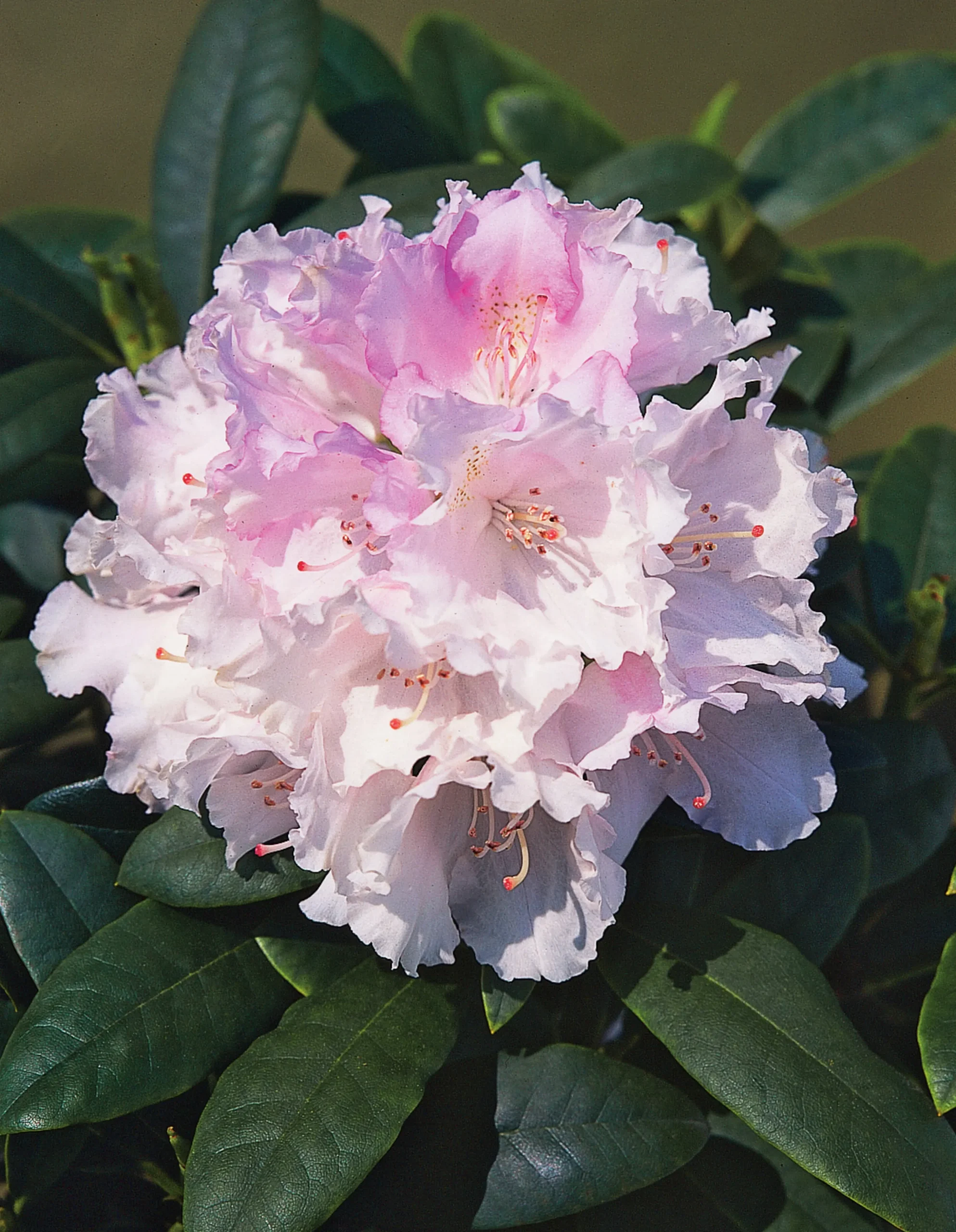 Rhododendron hybrid 'Silberwolke'
