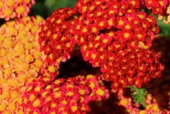 Röllika 'Paprika'