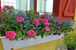 Romantic Garden Mixplantering