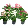 Rosenkalla lat. Anthurium Andraeanum Pastell
