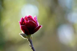 Rosenmagnolia 'Genie'