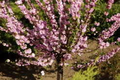 Rosenmandel