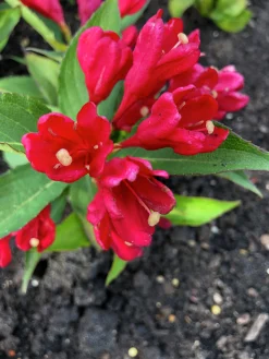 Rosenprakttry 'All Summer Red'