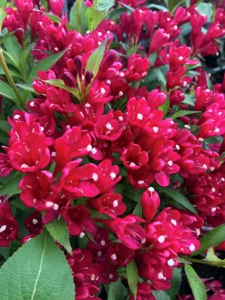 Rosenprakttry 'All Summer Red'