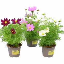 Rosenskära i 13cm kruka