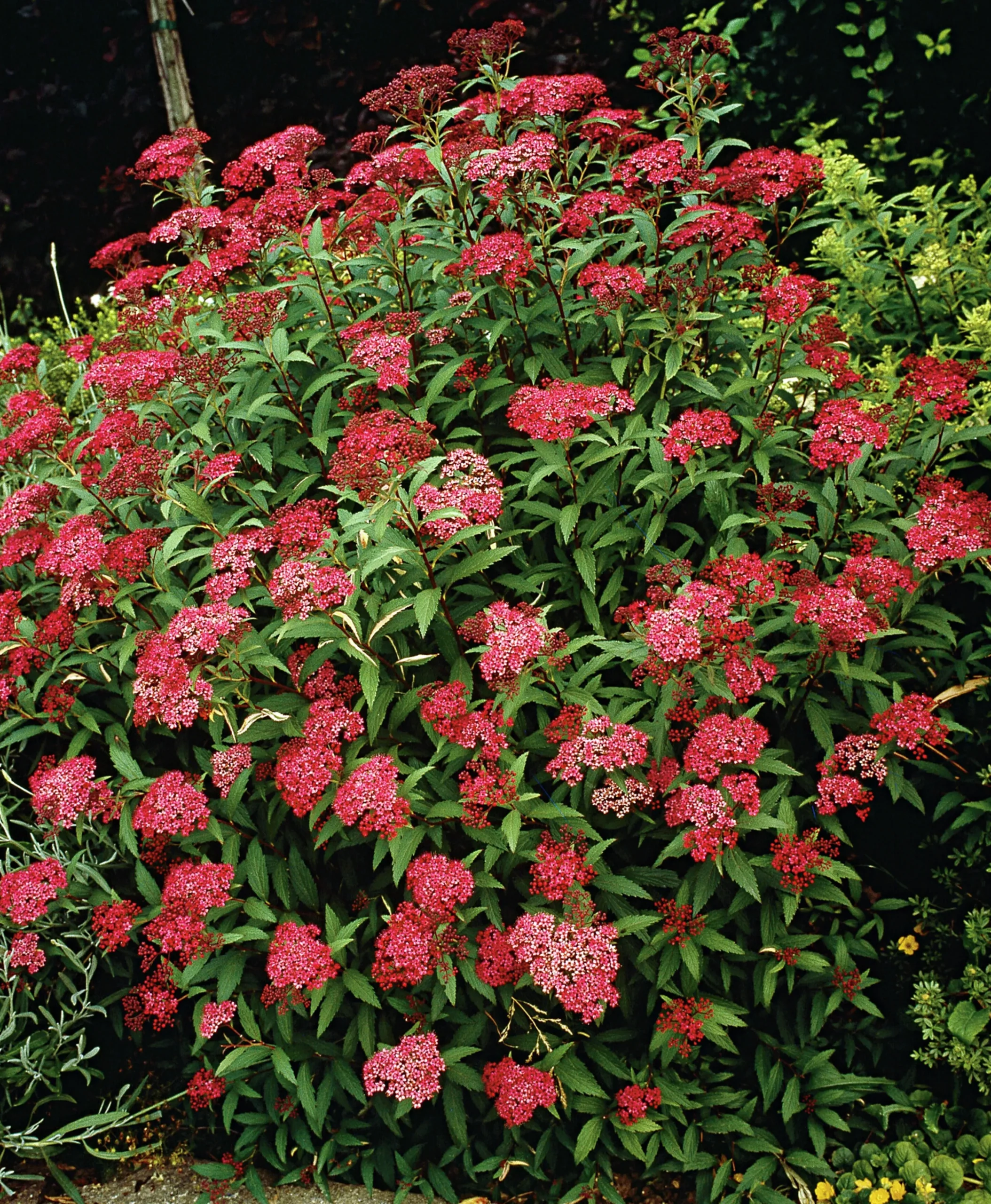 Rosenspirea 'Anthony Waterer' Krukodlad