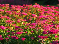 Rosenspirea 'Anthony Waterer' Barrotad
