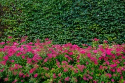 Rosenspirea 'Anthony Waterer' Barrotad