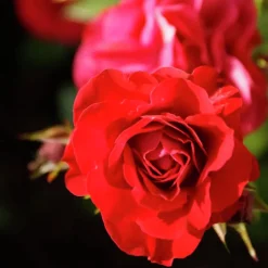 Rosjord & Perennjord Hasselfors 15L