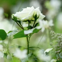 Rosjord & Perennjord Hasselfors 40L