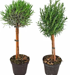 Rosmarin lat. Rosmarinus officinalis på Stam