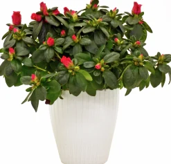 Rumsazalea lat. Rhododendron simsii Vit/Röd