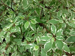 Rysk kornell 'Bailhalo'
