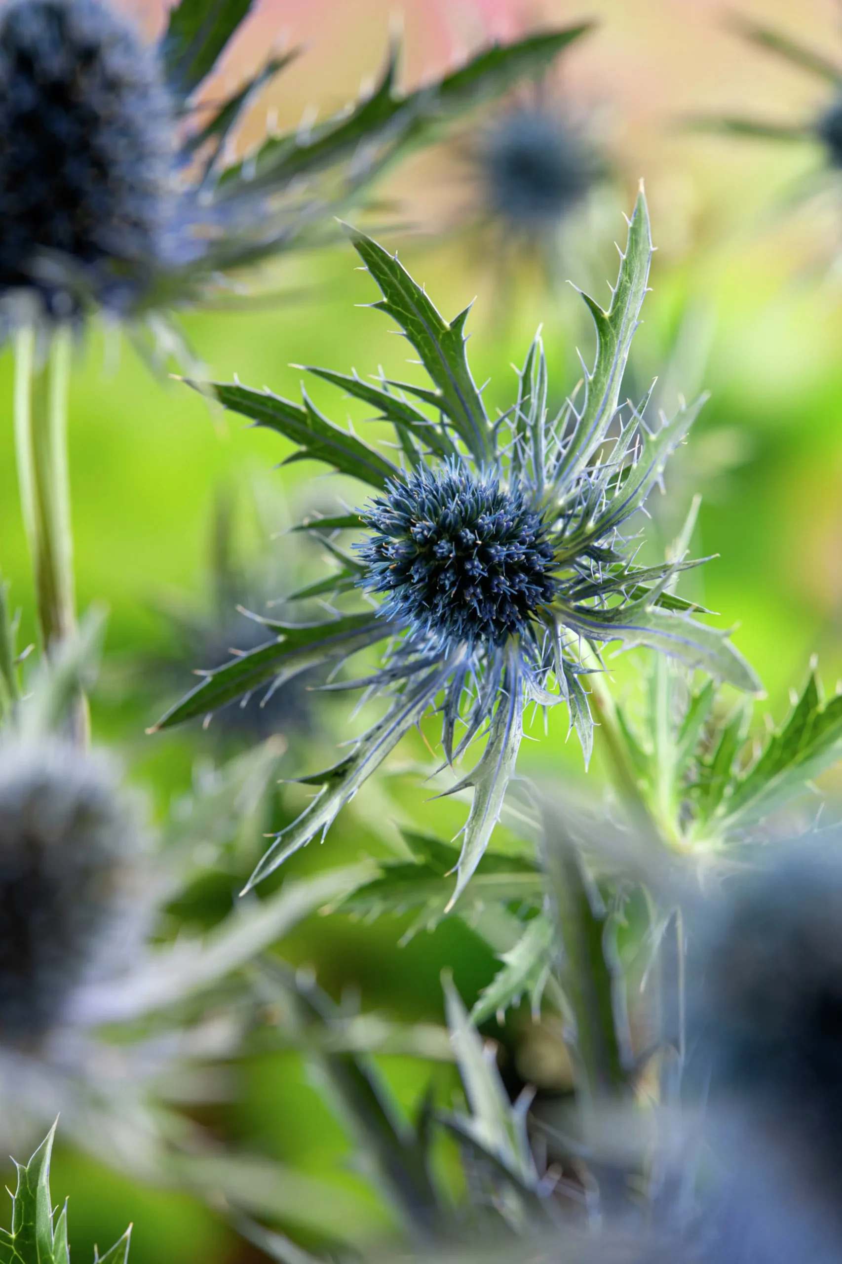 Rysk martorn