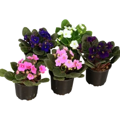 Saintpaulia lat. Saintpaulia ionantha