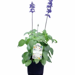 Salvia lat. Salvia farinacea 'Mystic Spires Blue'