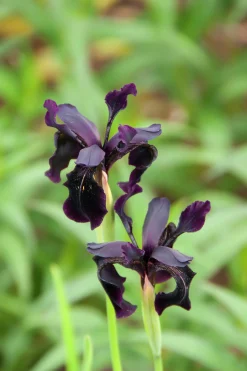 Sammetsiris 'Black Form'
