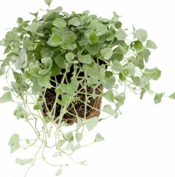 Silvernjurvinda lat. Dichondra argentea 'Silver Falls'