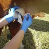 Självhäftande bandage DeLaval rosa 6cm 4,5m