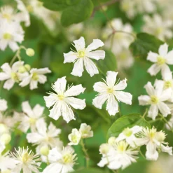 Skogsklematis Vitalba 'Paul Farges Sum Snow'