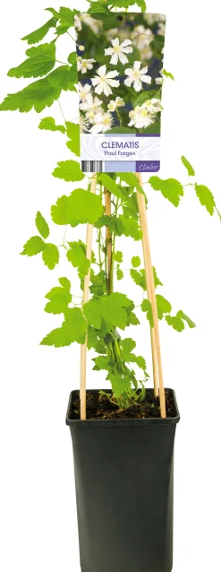Skogsklematis Vitalba 'Paul Farges Sum Snow'