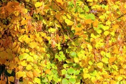 Skogslind 'Greenspire'