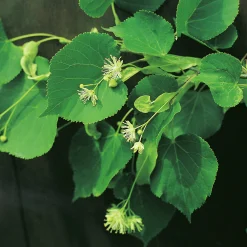 Skogslind 'Greenspire'